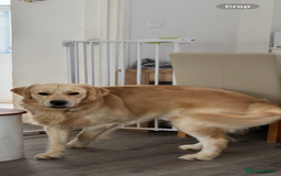 Golden Retriever dogs for sale: Golden retriever puppies  - Image 2