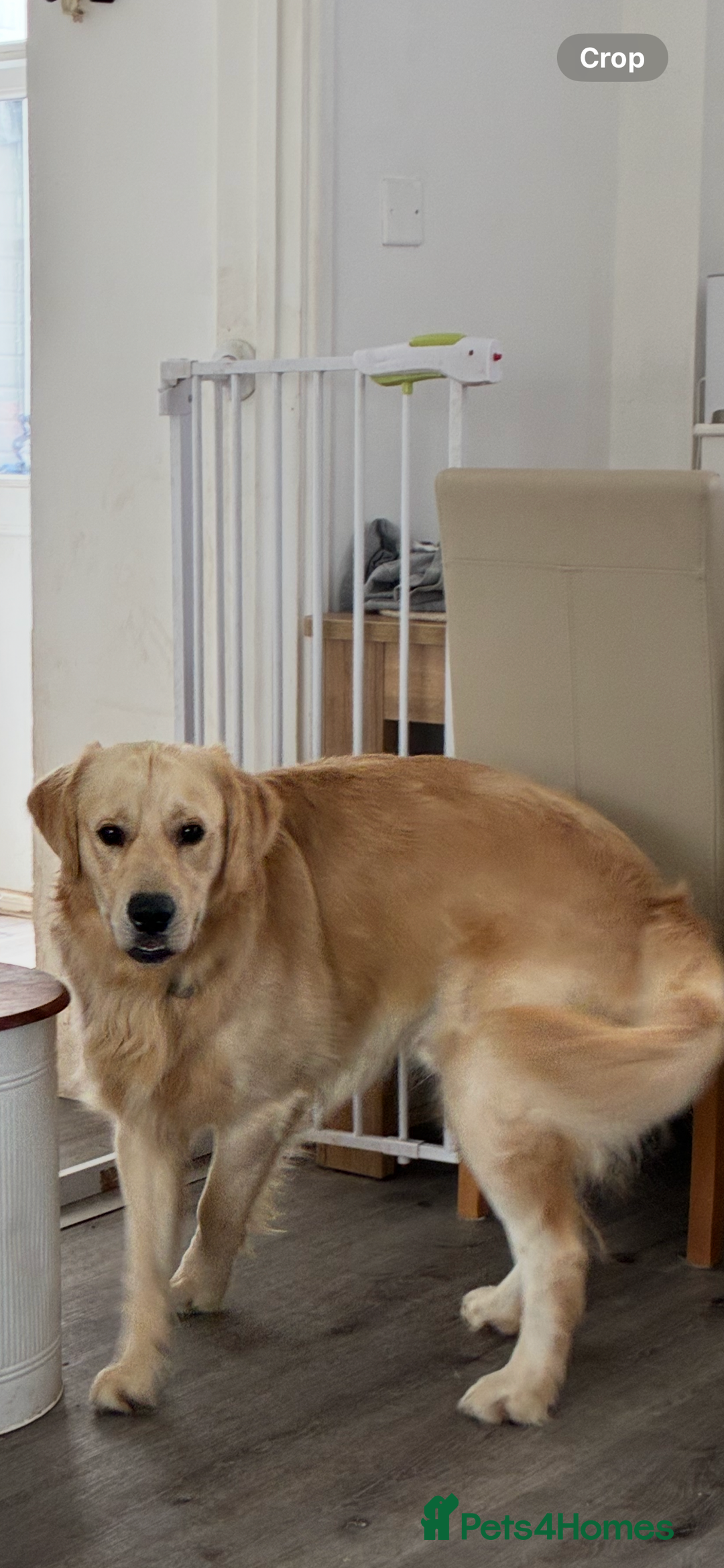 Golden Retriever dogs for sale: Golden retriever puppies  - Image 2