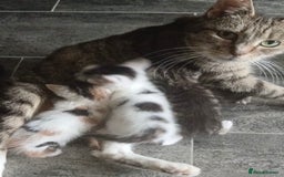 Mixed Breed cats for sale: Lovely kittens 8 weeks old  - Image 12