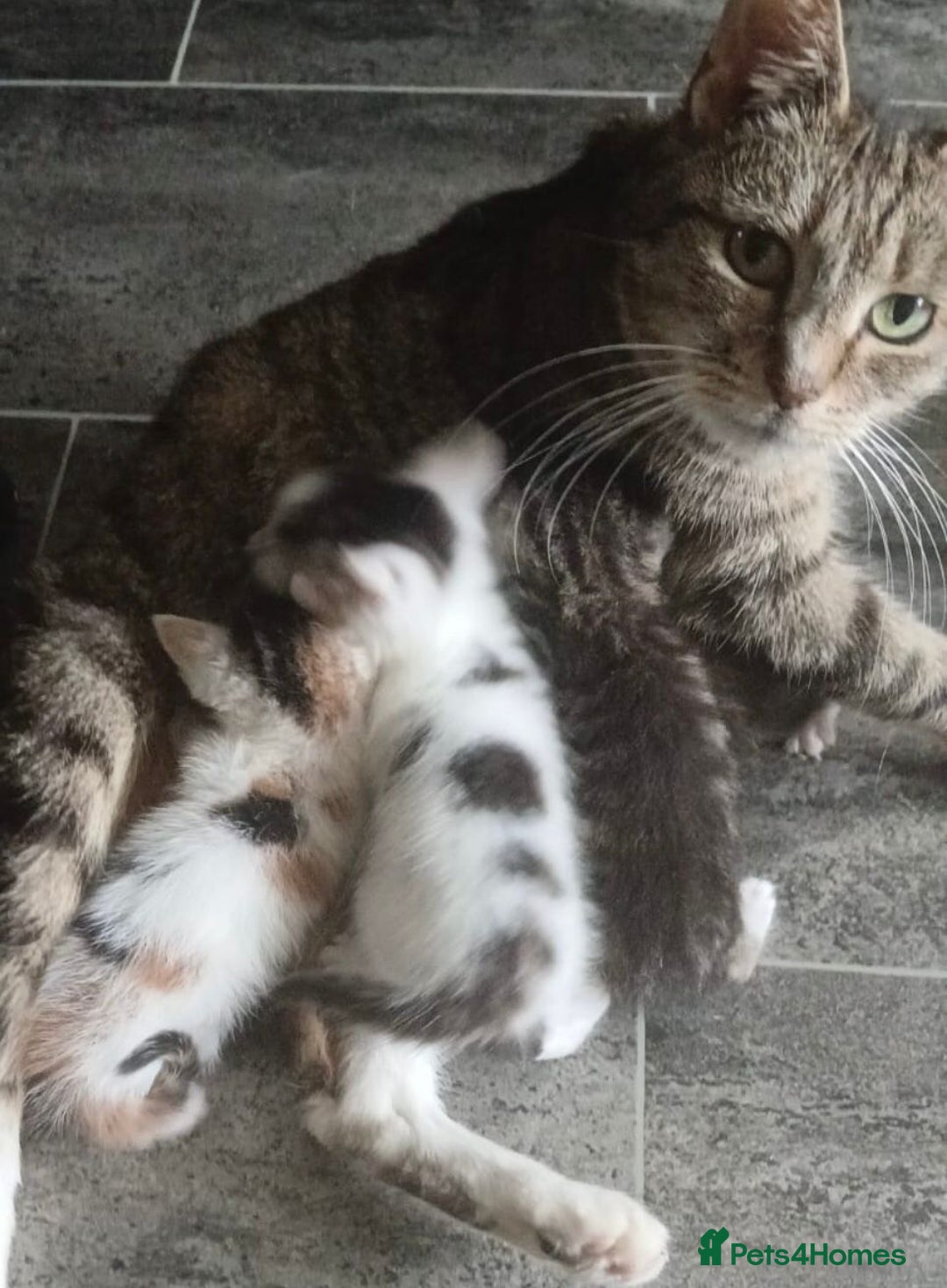 Mixed Breed cats for sale: Lovely kittens 8 weeks old  - Image 12