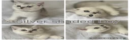 British Shorthair cats for sale: Silver GCCF British shorthairs girls - Advert 15