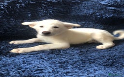 Mixed Breed dogs for sale: **REDUCED** READY NOW! Japanese Akita Puppies - Image 10