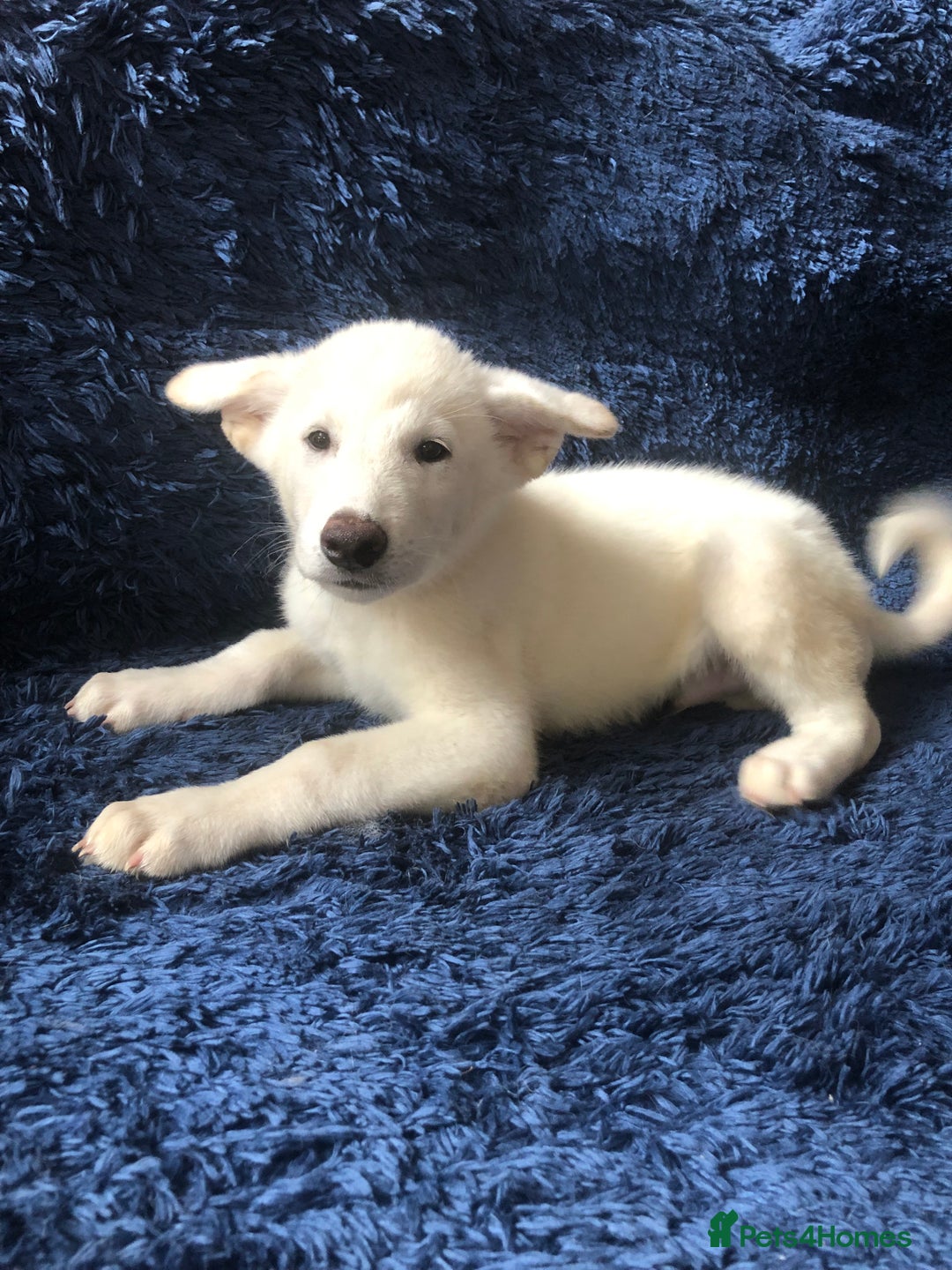 Mixed Breed dogs for sale: **REDUCED** READY NOW! Japanese Akita Puppies - Image 10