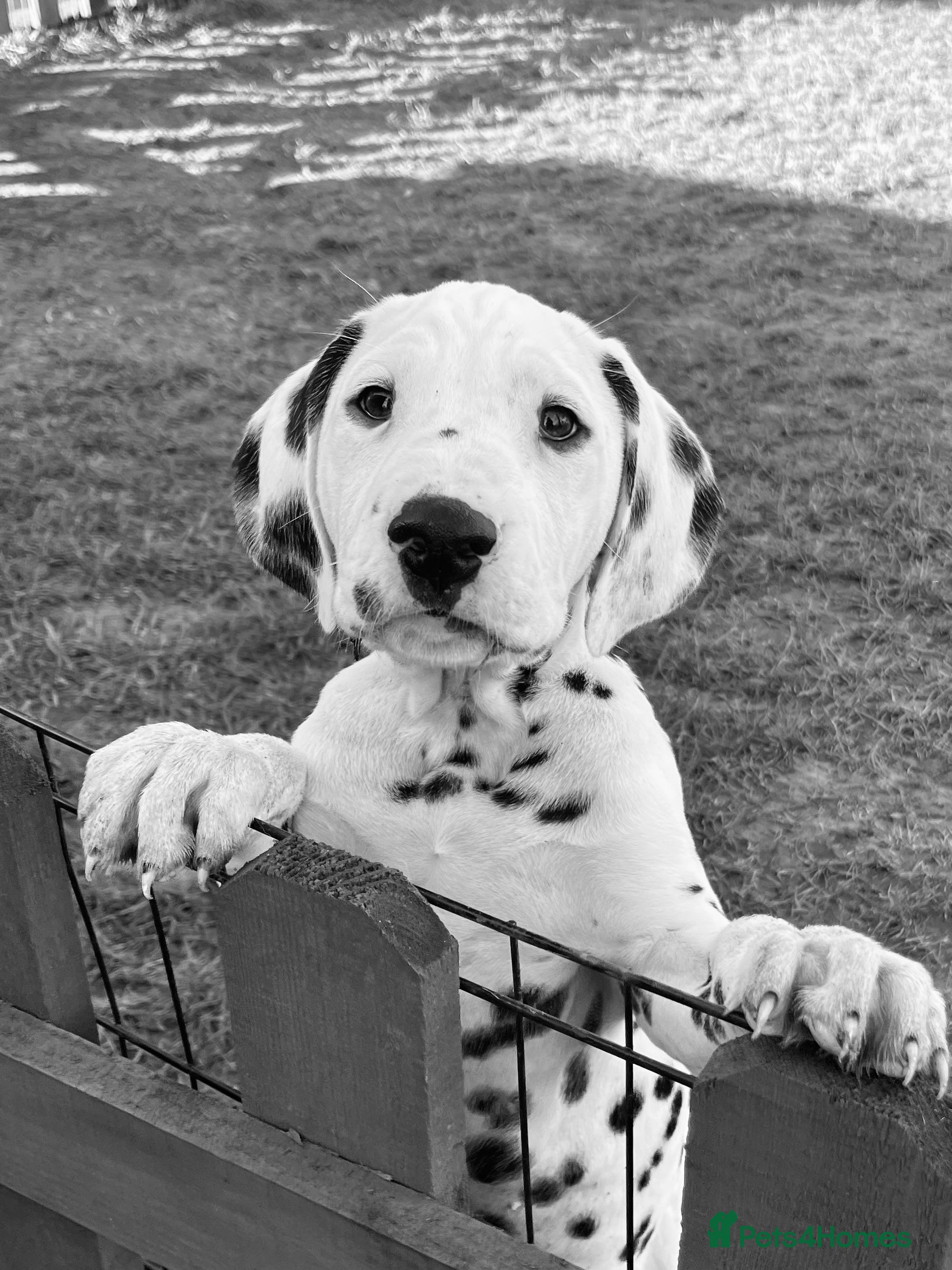 Dalmatian dogs Fully vaccinated quality boys ready now ch sired - Advert 5