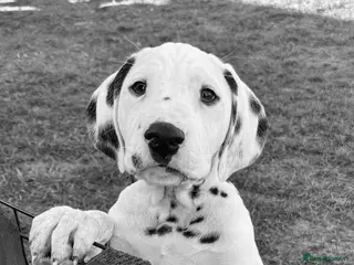 Dalmatian dogs Fully vaccinated quality boys ready now ch sired - Advert 5