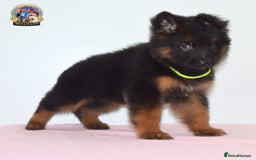 German Shepherd dogs for sale: German shepherd puppies  - Image 6