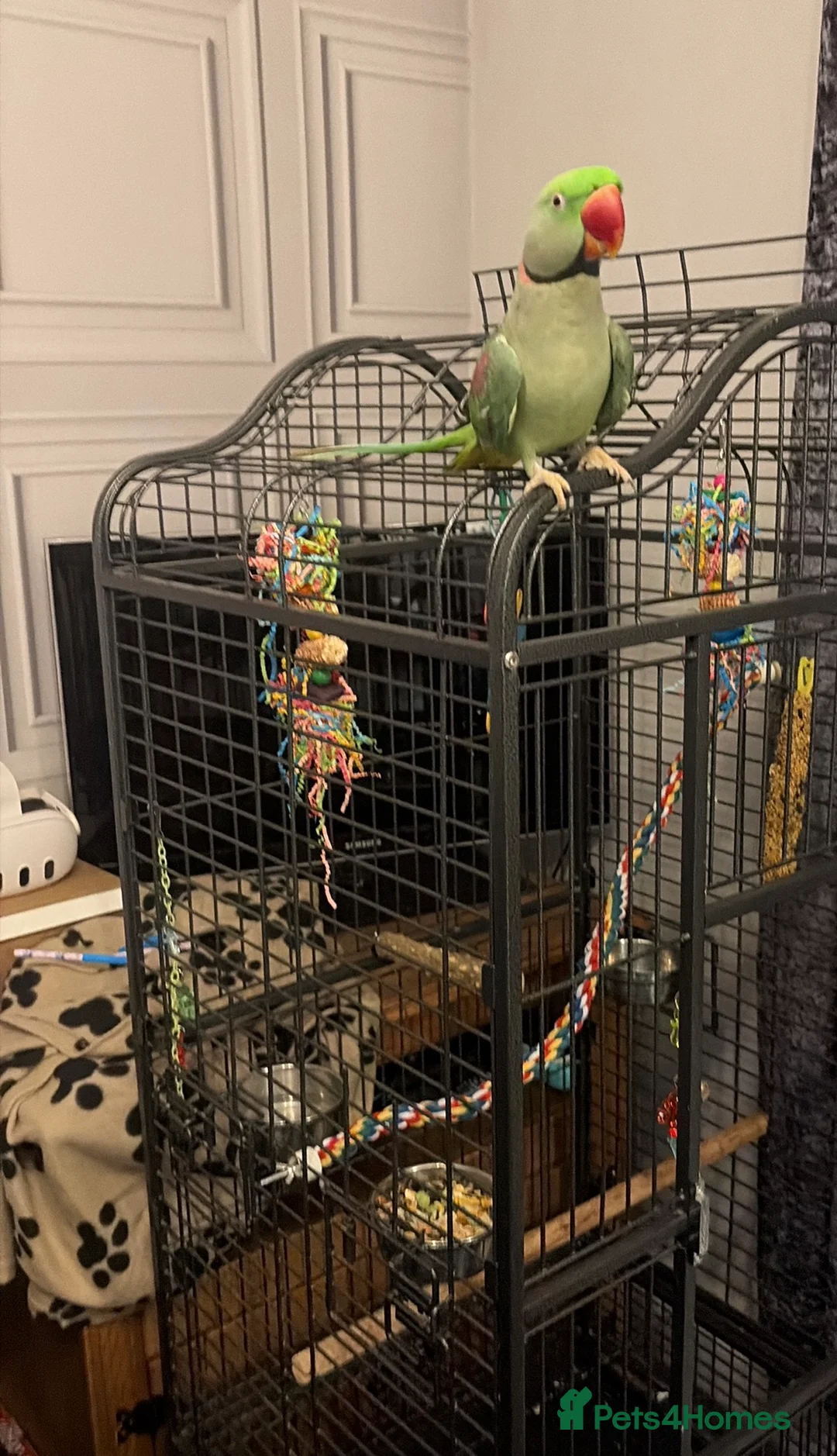 Parrots birds for sale: PARROT (Alexander parakeet ) HAND REARED  - Advert 2