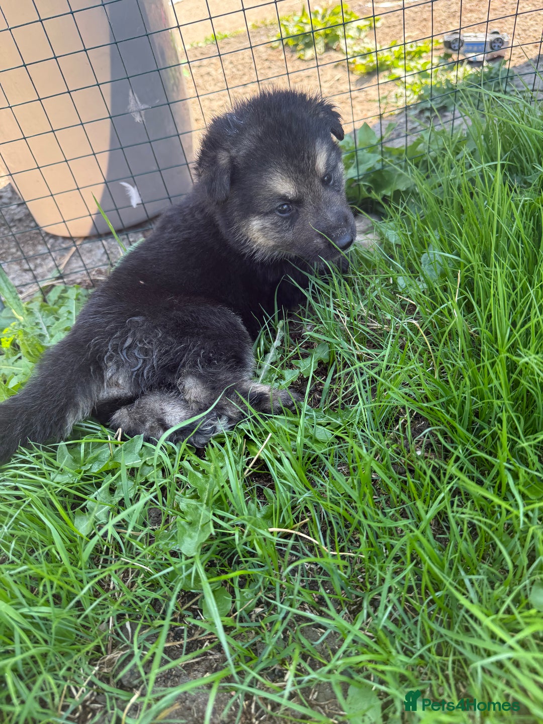 German Shepherd dogs for sale: German shepherd puppies  - Image 26