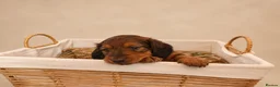 Miniature Dachshund dogs for sale: 🐾❤️ KC REGISTERED MINIATURE DACHSHUND PUPS ❤️🐾 - Advert 7