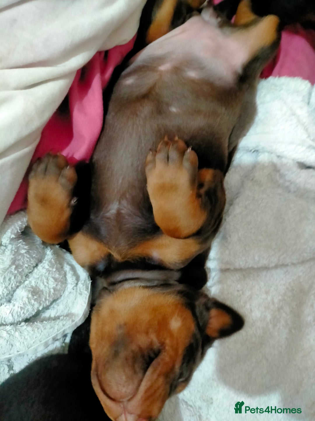 Dobermann dogs for sale: Dobermann puppies - Advert 35