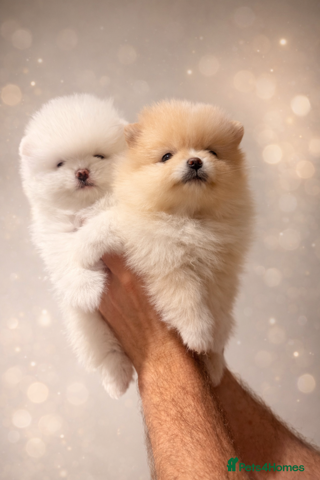 Pomeranian dogs Stunning Pomeranian Females KC reg. Russian lines - Advert 1