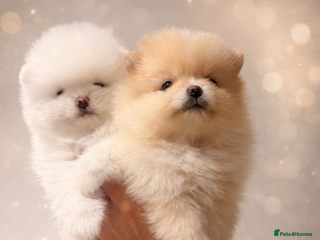 Pomeranian dogs Stunning Pomeranian Females KC reg. Russian lines - Advert 1