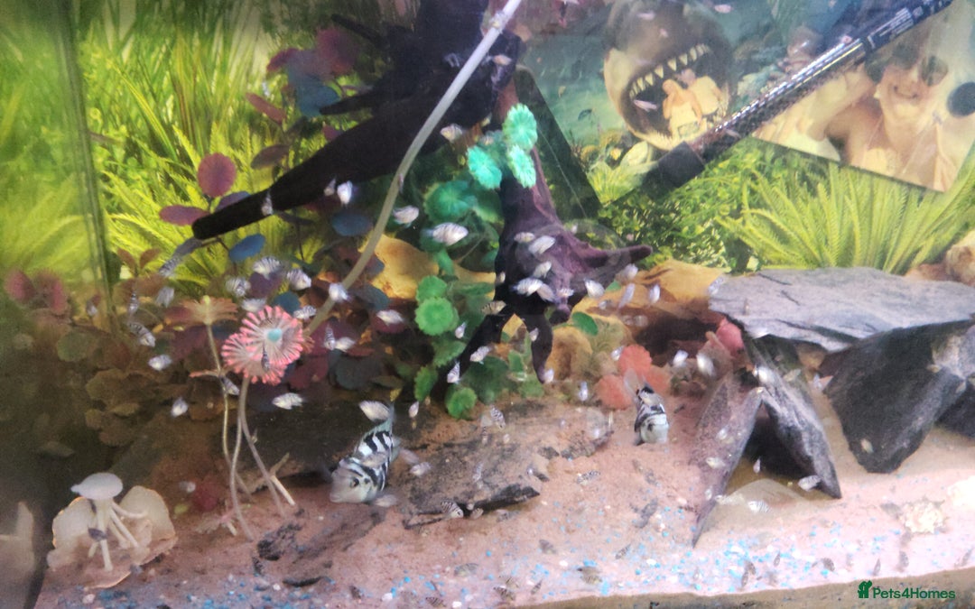 Cichlids fish for sale: Polar blue parrot fish for sale  - Image 3