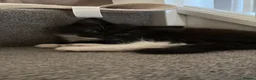 British Longhair cats for sale: British longhaired kitten - Advert 7