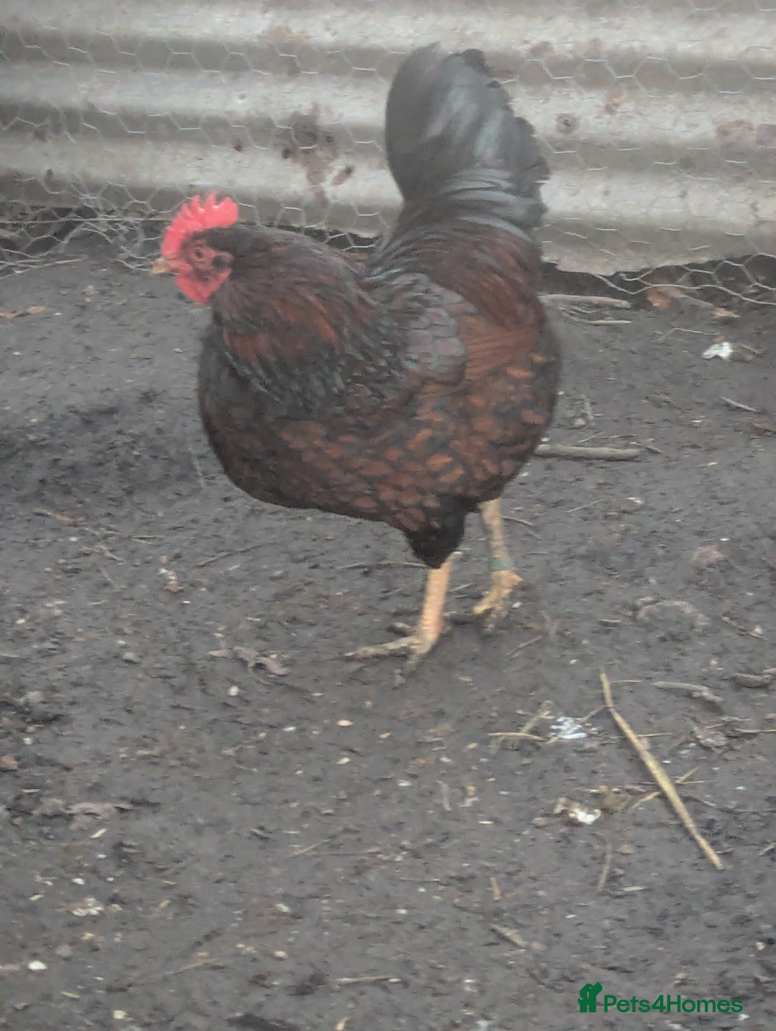 Chickens poultry Double laced barnevelder bantams group - Advert 2