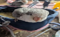 Parakeets birds for sale: Hand reared tamed white and cobalt Quaker parrots  - Image 7