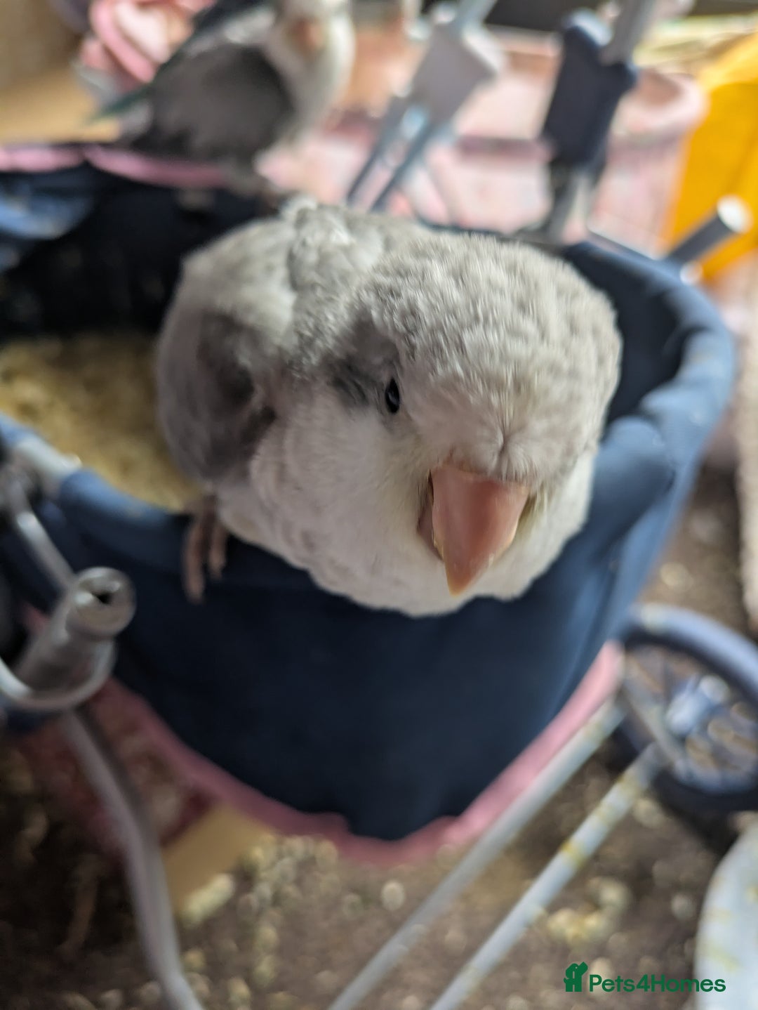 Parakeets birds for sale: Hand reared tamed white and cobalt Quaker parrots  - Image 7