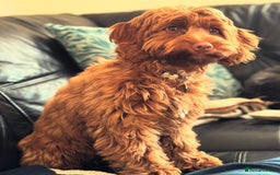 Poodle dogs for stud: GORGEOUS PHANTOM POODLE STUD  - Image 8