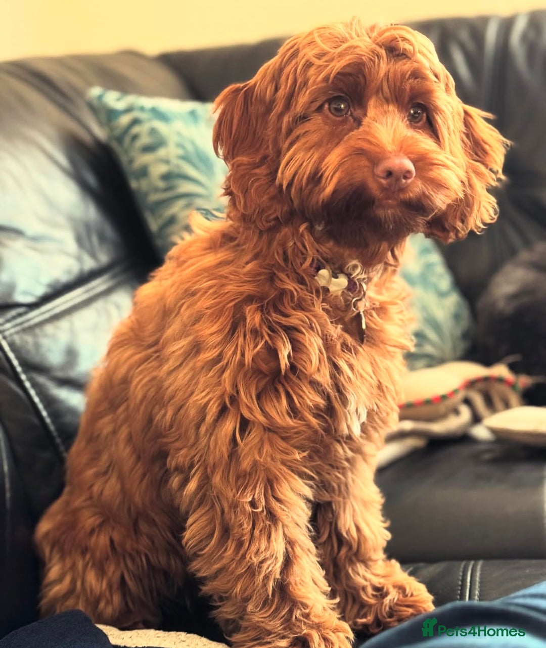 Poodle dogs for stud: GORGEOUS PHANTOM POODLE STUD  - Image 8