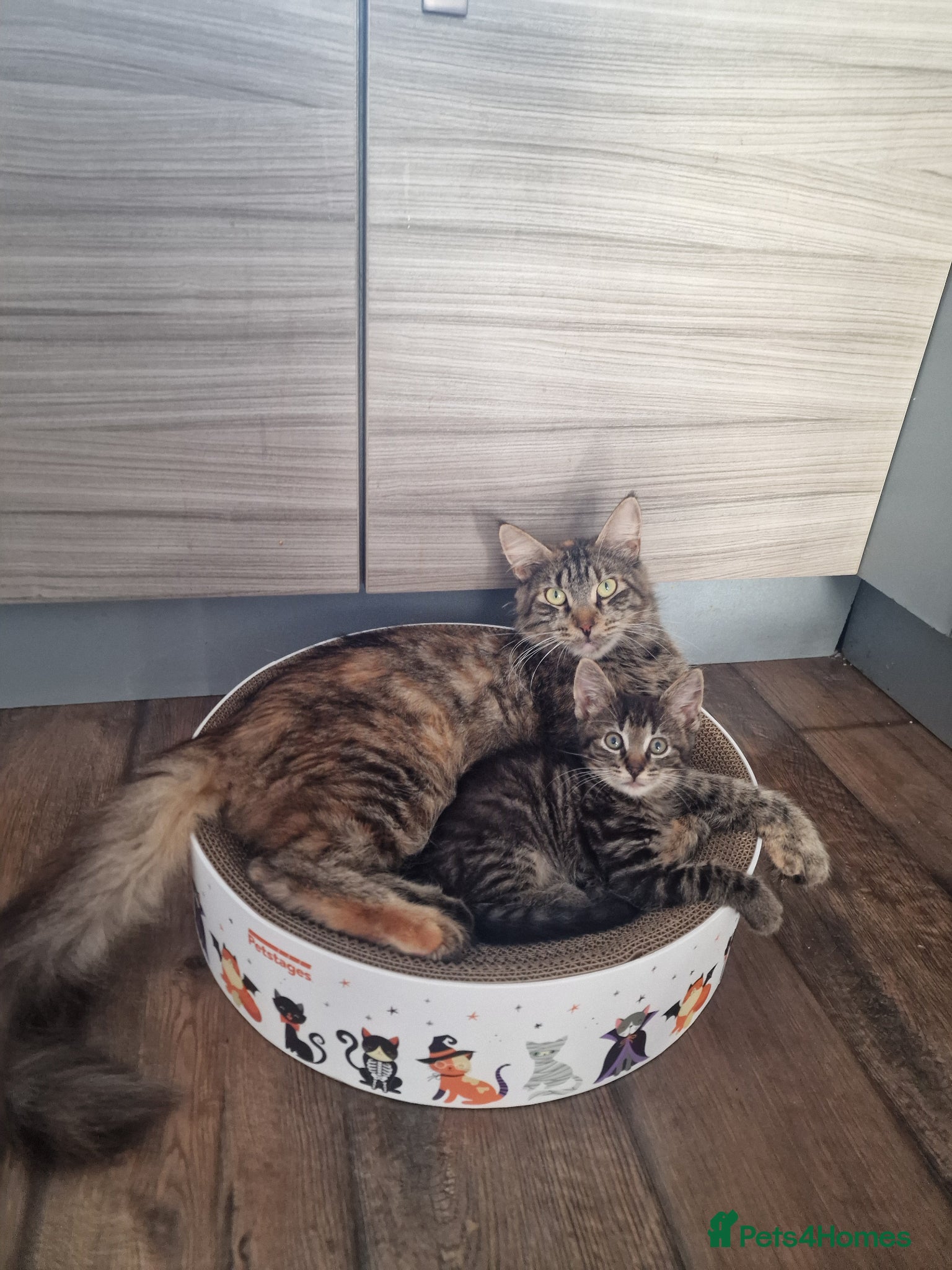 Mixed Breed cats Kittens  - Advert 3