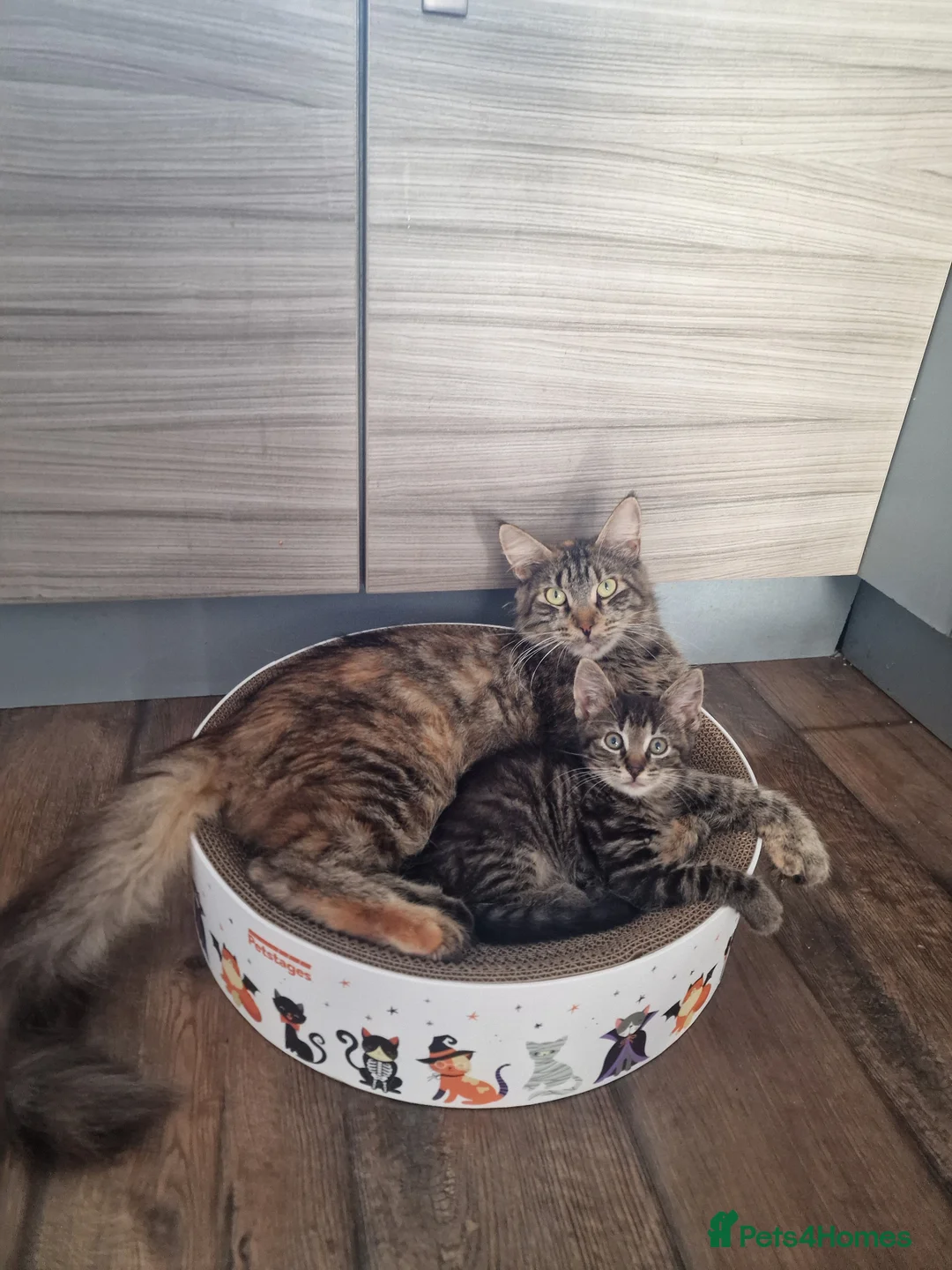 Mixed Breed cats for sale: Kittens  - Advert 1