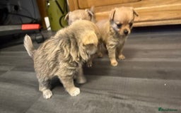 Mixed Breed dogs for sale: 3 puppy’s ready in Less than 4 weeks  - Image 16