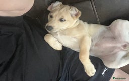 Labrador Retriever dogs for sale: Labrador retriever  - Image 4