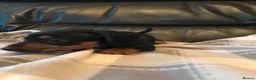 Miniature Dachshund dogs for sale: True miniature dachshunds - Advert 10
