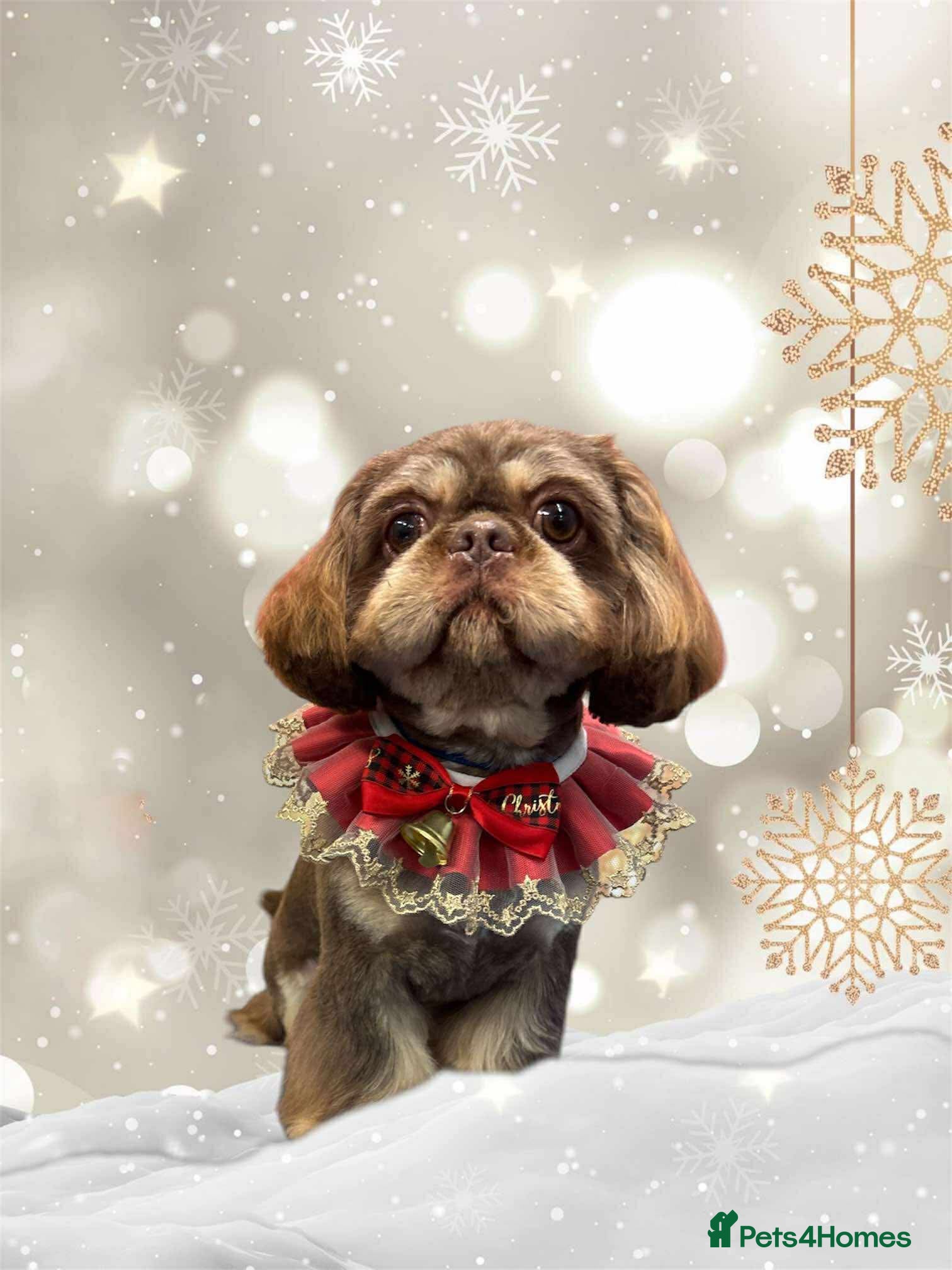 Shih Tzu dogs For Stud - Advert 6