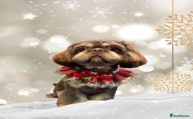 Shih Tzu dogs For Stud - Advert 2