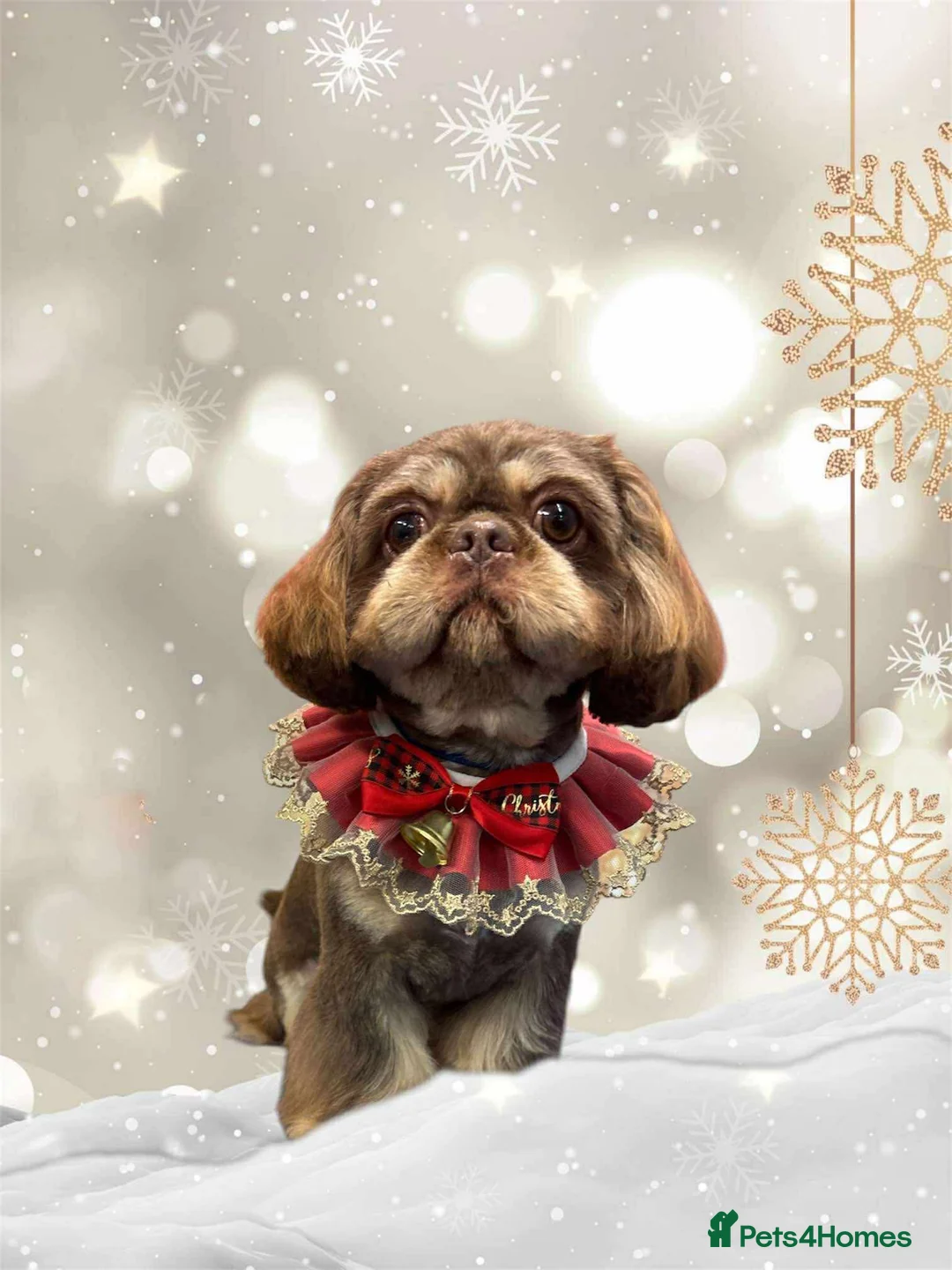 Shih Tzu dogs for stud: For Stud - Advert 1