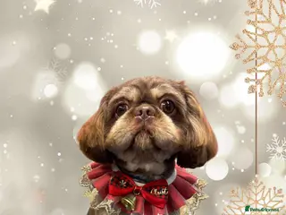 Shih Tzu dogs For Stud - Advert 12