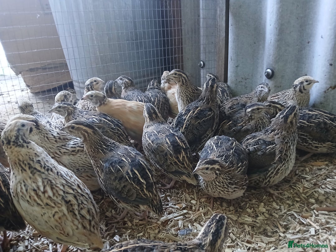 Quail poultry for sale: Lots of pol quail  - Advert 1