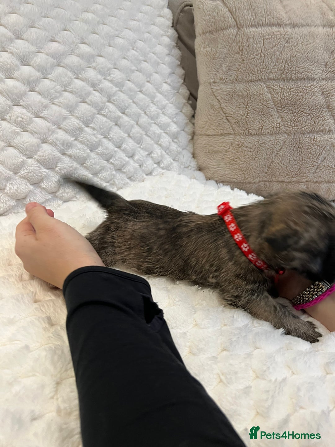 Cairn Terrier dogs for sale: Cairn terrier puppies  - Advert 9