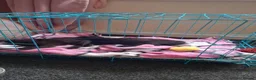 Mixed Breed cats for sale: Female kittens in Wolverhampton - Advert 4