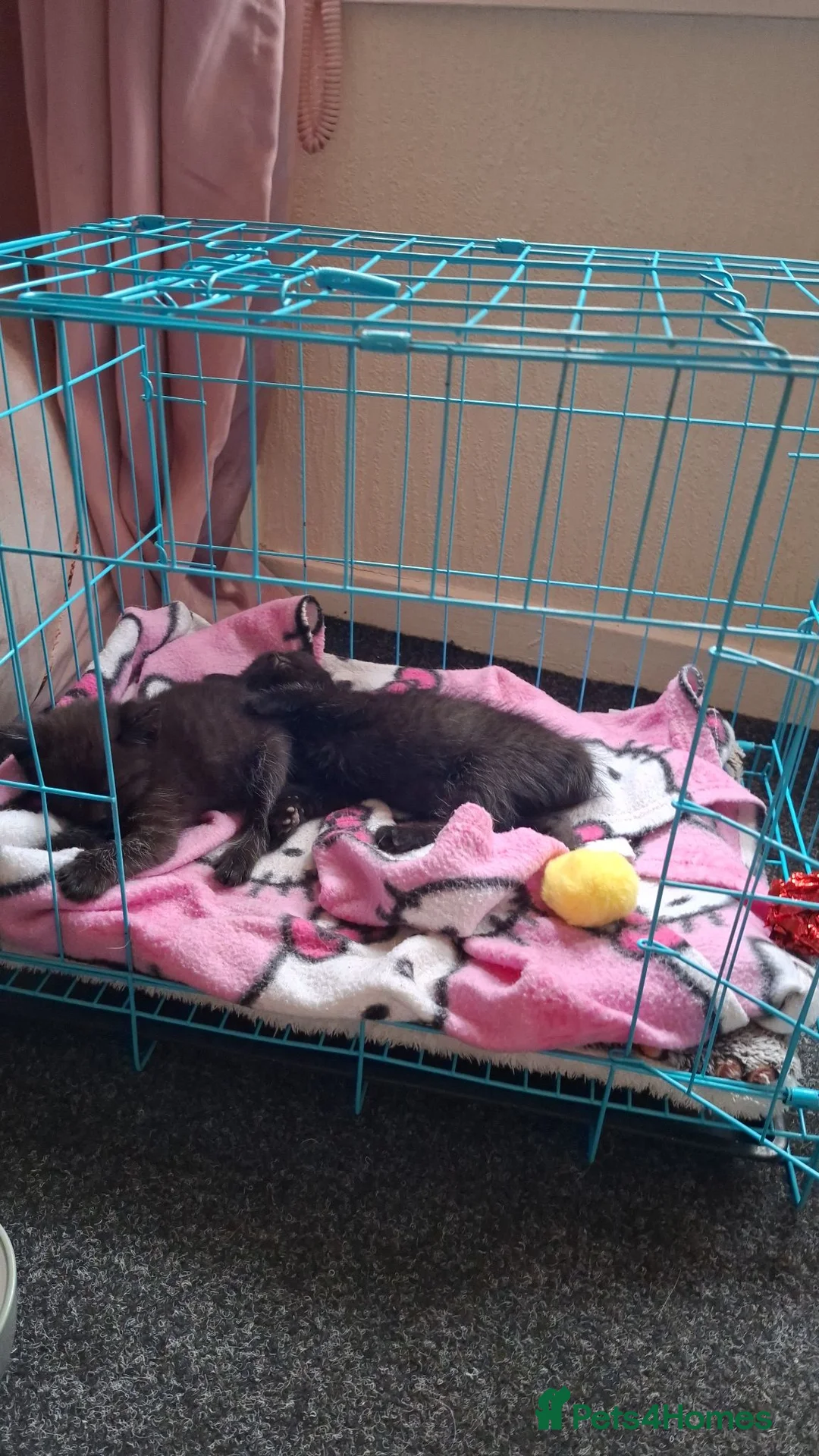 Mixed Breed cats for sale: Female kittens in Wolverhampton - Advert 4