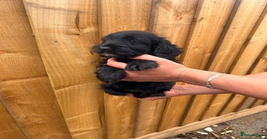 Cockapoo dogs - Advert 10