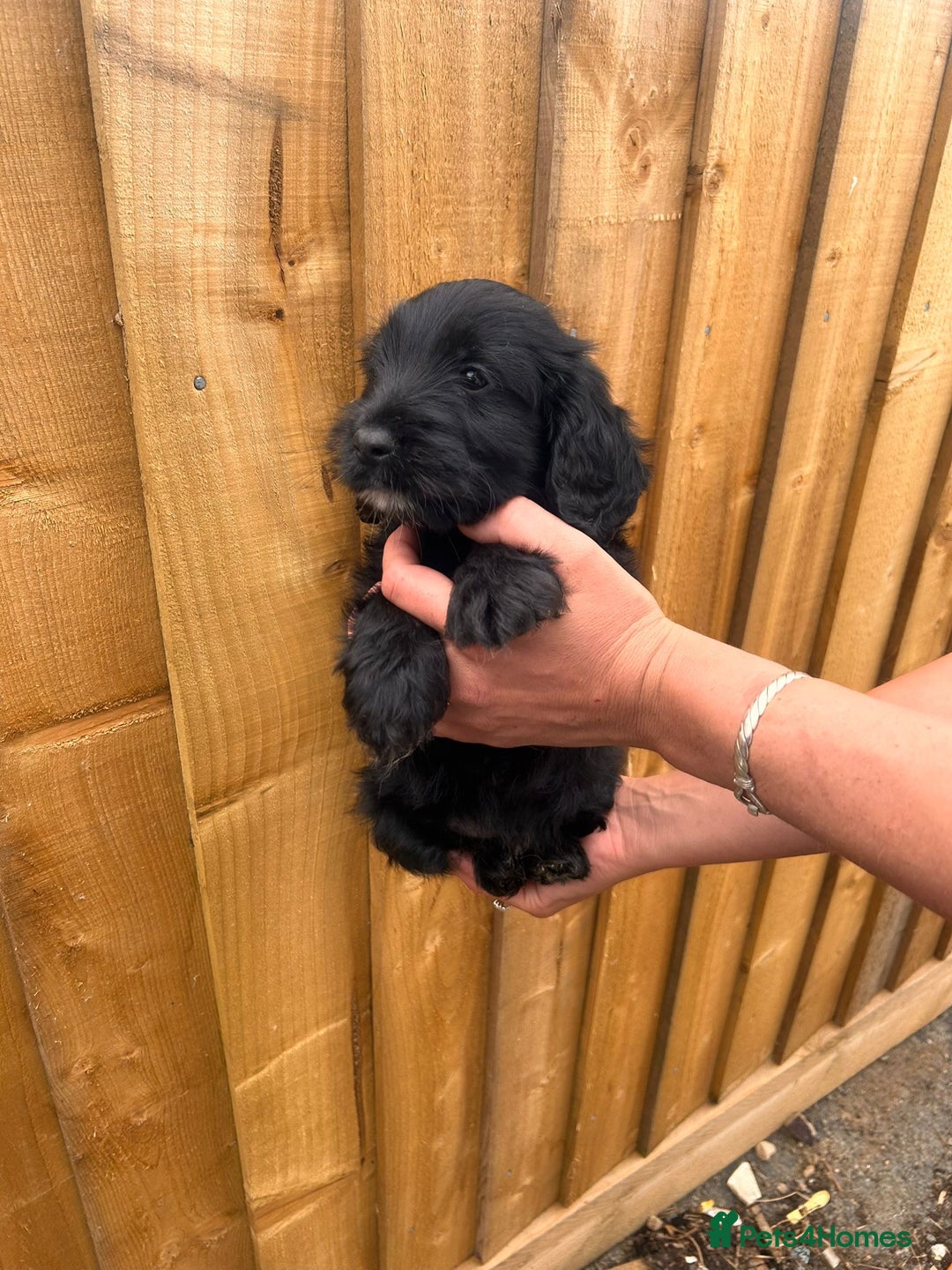 Cockapoo dogs for sale: Ready to leave  - Image 3