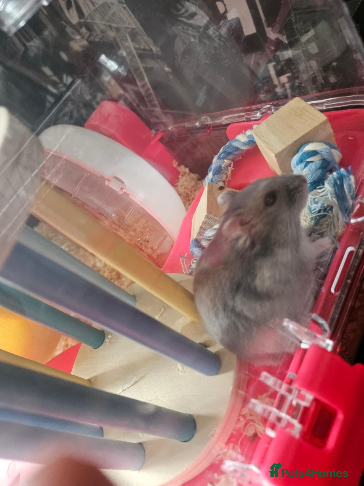 Hamster rodents 2 hamsters 1 Russian dwarf 1 roborovski - Advert 2