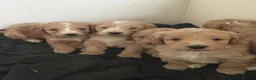Cockapoo dogs for sale: F1 Cockerpoos  in Telford - Advert 14