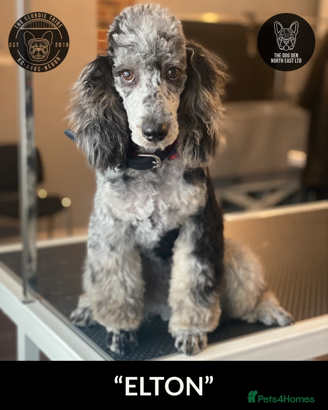 Miniature Poodle dogs for stud: RARE BLUE MERLE PHANTOM STUD in Consett - Advert 4