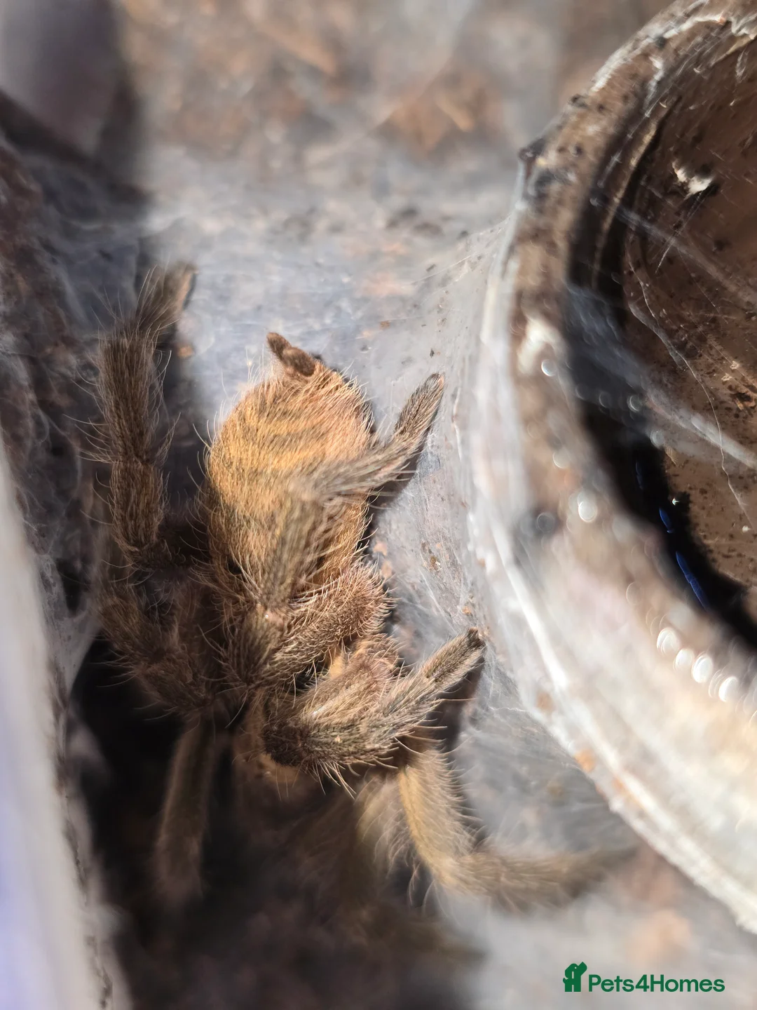 Tarantulas invertebrates for sale: Tarantulas - Advert 6