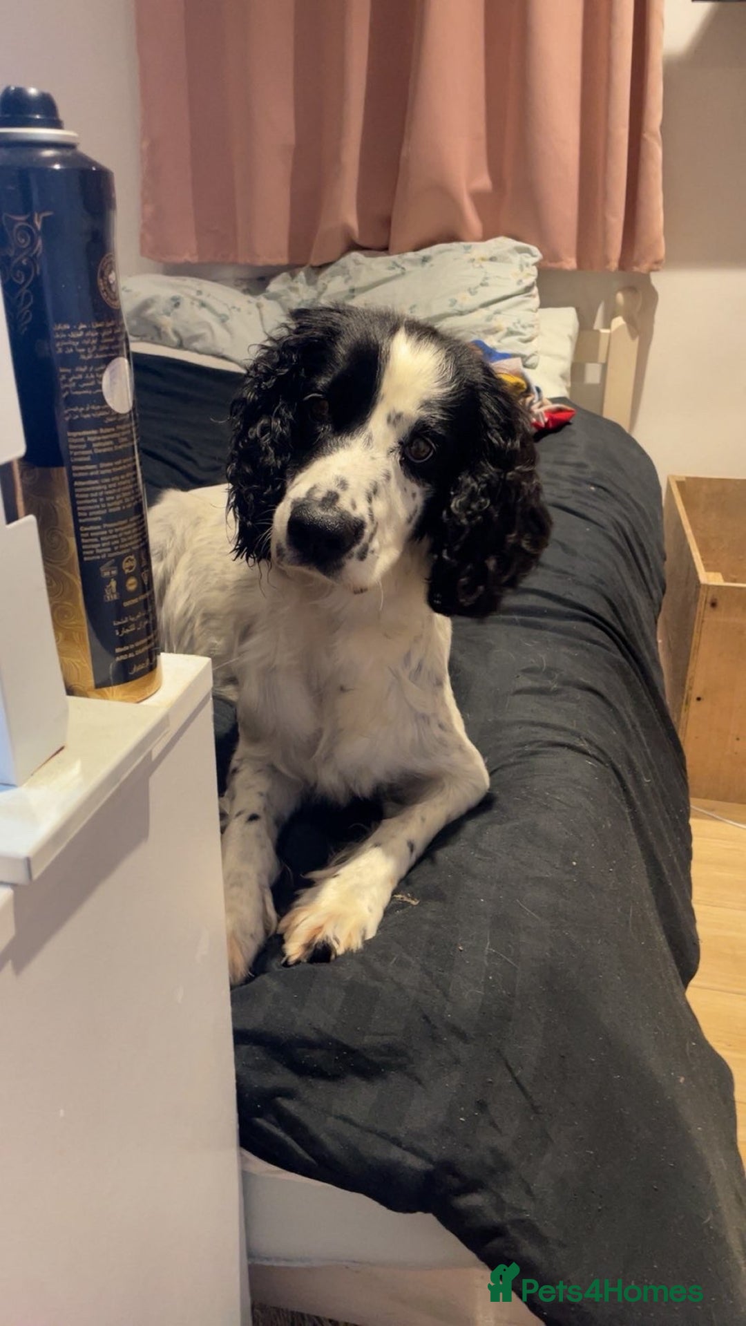 Mixed Breed dogs for sale:  Bully X Cocker Spaniel puppies - girls  - Advert 8