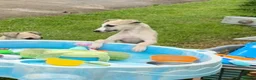 Whippet dogs for sale: Beautiful KC Whippet boy Puppy  - Advert 4