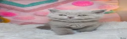 British Shorthair cats for sale: Luxury British Shorthair 🧸 Rare Lilac & Cinnamon - Advert 34