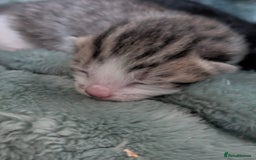 Mixed Breed cats for sale: 4 stunning kittens  - Image 17
