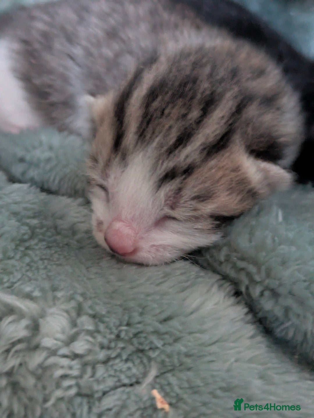 Mixed Breed cats for sale: 4 stunning kittens  - Image 17