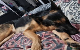 German Shepherd dogs for stud: 📣 STUD AVAILABLE – GERMAN SHEPHERD 📣 - Advert 2
