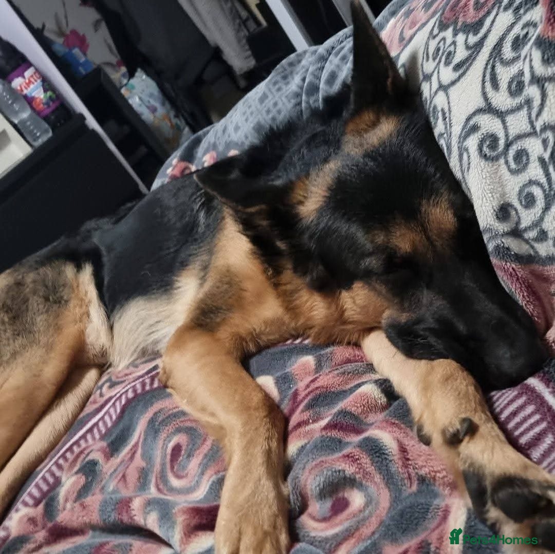 German Shepherd dogs for stud: 📣 STUD AVAILABLE – GERMAN SHEPHERD 📣 - Advert 2