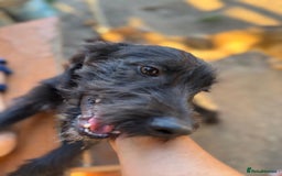Mixed Breed dogs for adoption: LIA - a Beautiful young Girl, for a Loving Home - Image 20